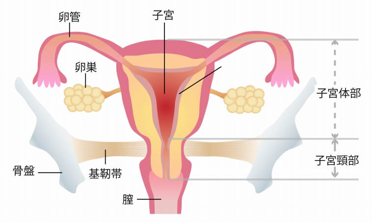 卵巣腫瘍とは